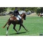 Camperdown 3DE
